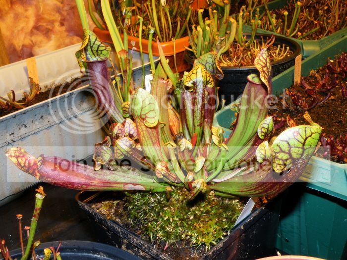 DSCF9269_zpseeca4d25.jpg