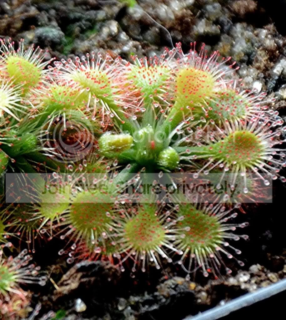 PlantsDec2011004.jpg