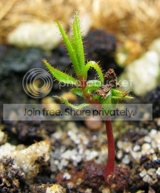 IMG_2147-Roridula-gorgonias-seedling.jpg