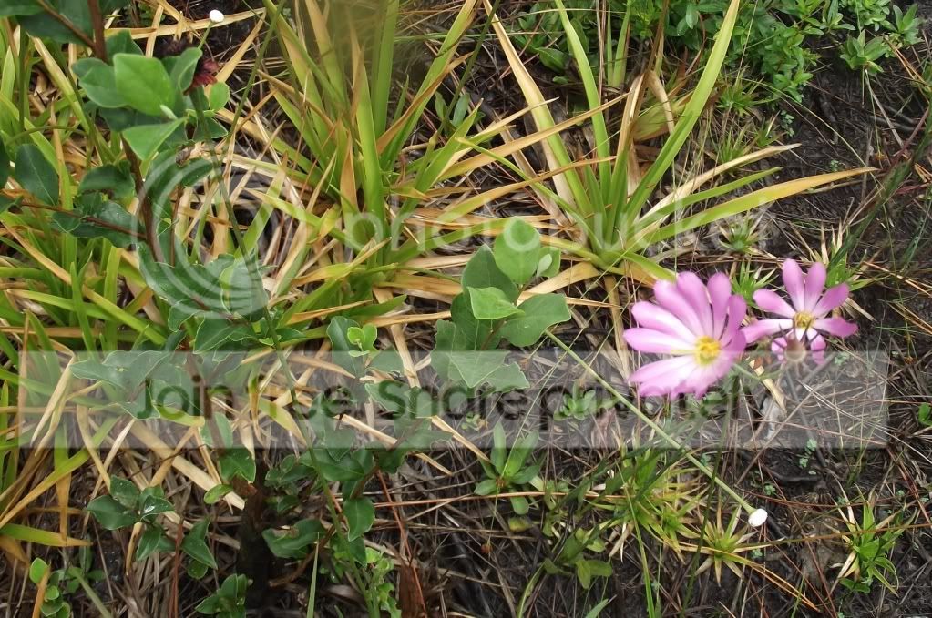DSCF7995.jpg