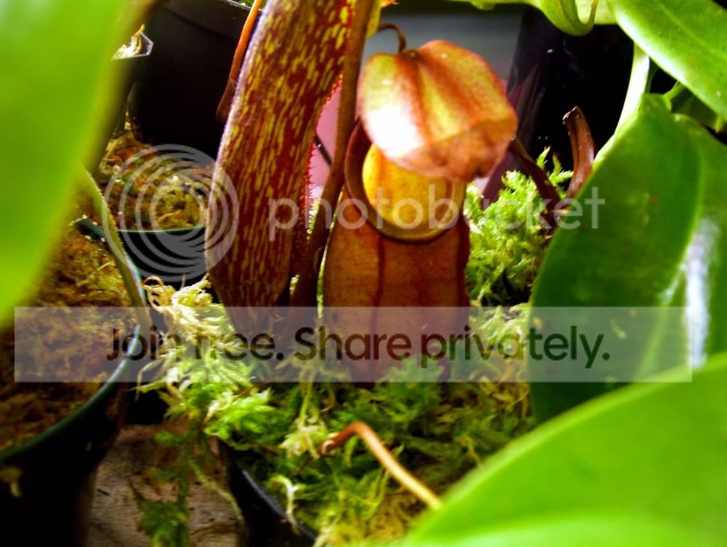 carnivorous-plant.jpg