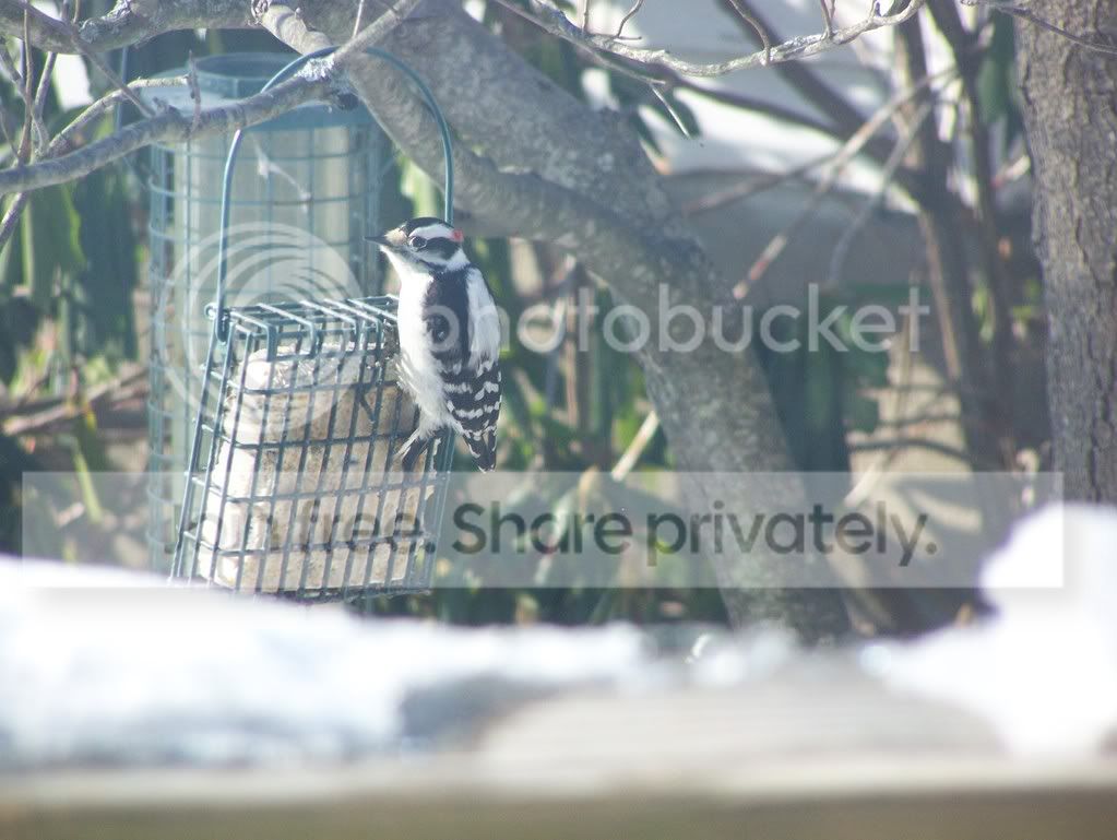 birds020.jpg