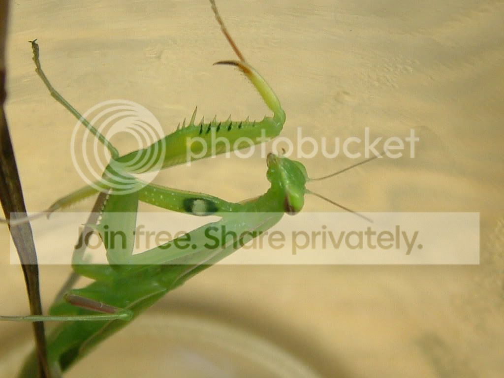 GreenMantis003.jpg