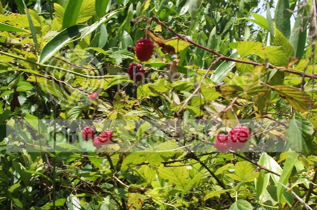 DSCF8727.jpg