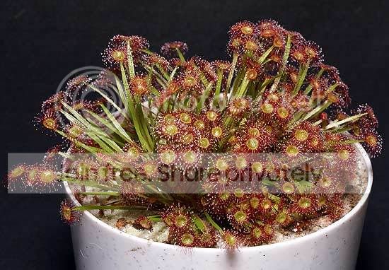 Dpetiolaris11-20-08.jpg