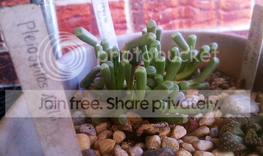 IMAG1078_zpsa928aed9.jpg