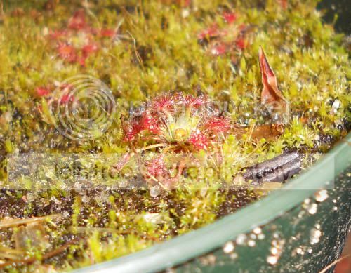 Dalantostigma_5-27-11.jpg