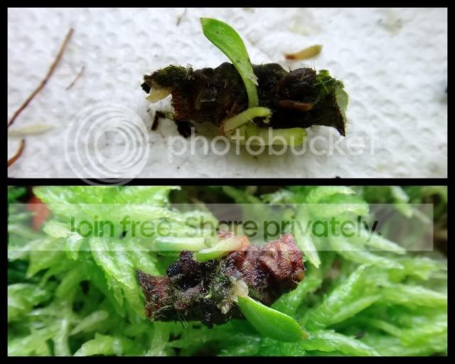 cephalotus_rhizome_cutting3_241111.jpg