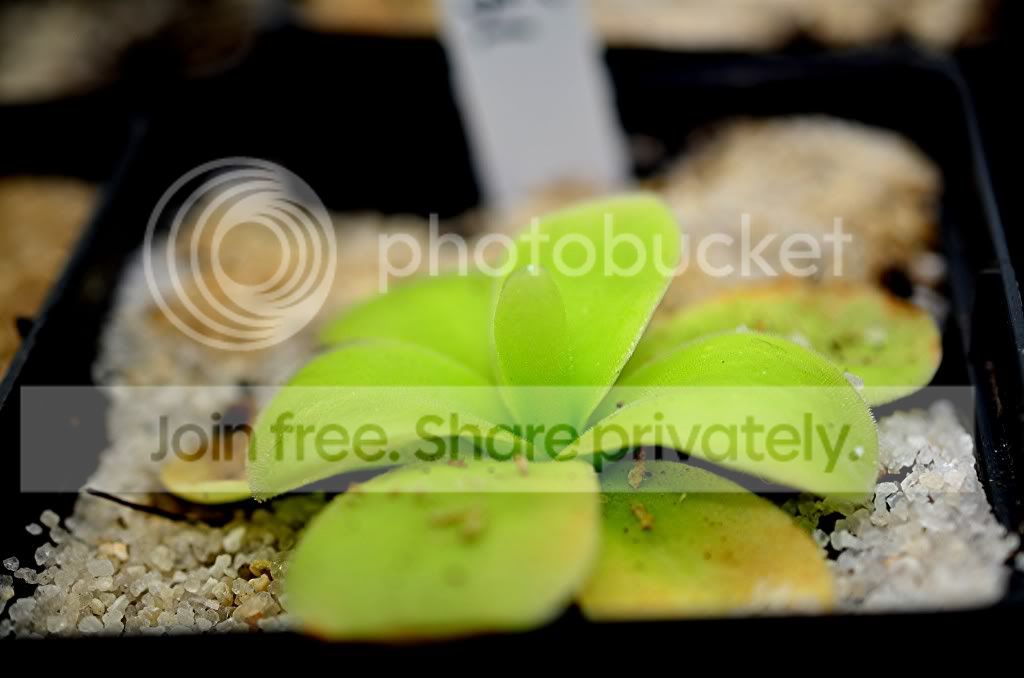 PlantsDec2011010.jpg