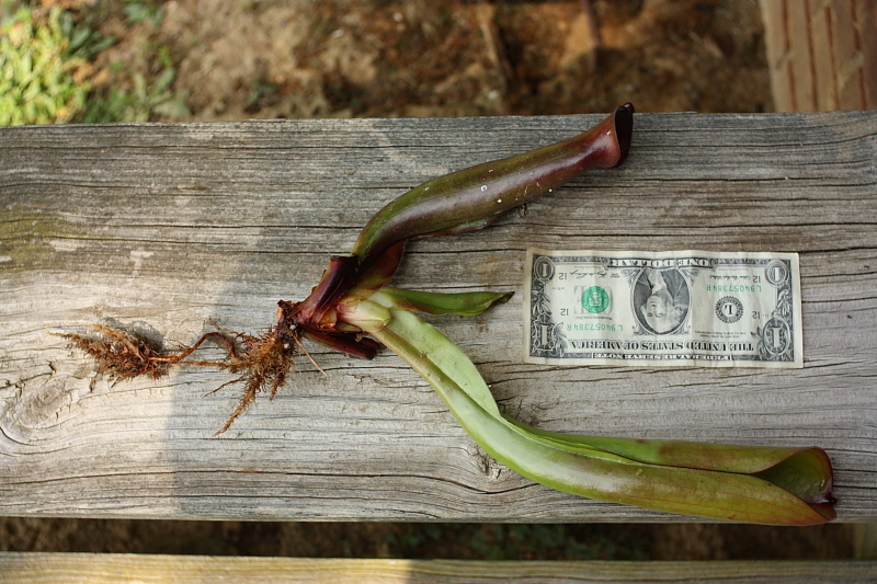 nasc2012folliculata.JPG