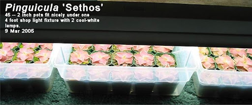 P_Sethos_2inch.jpg