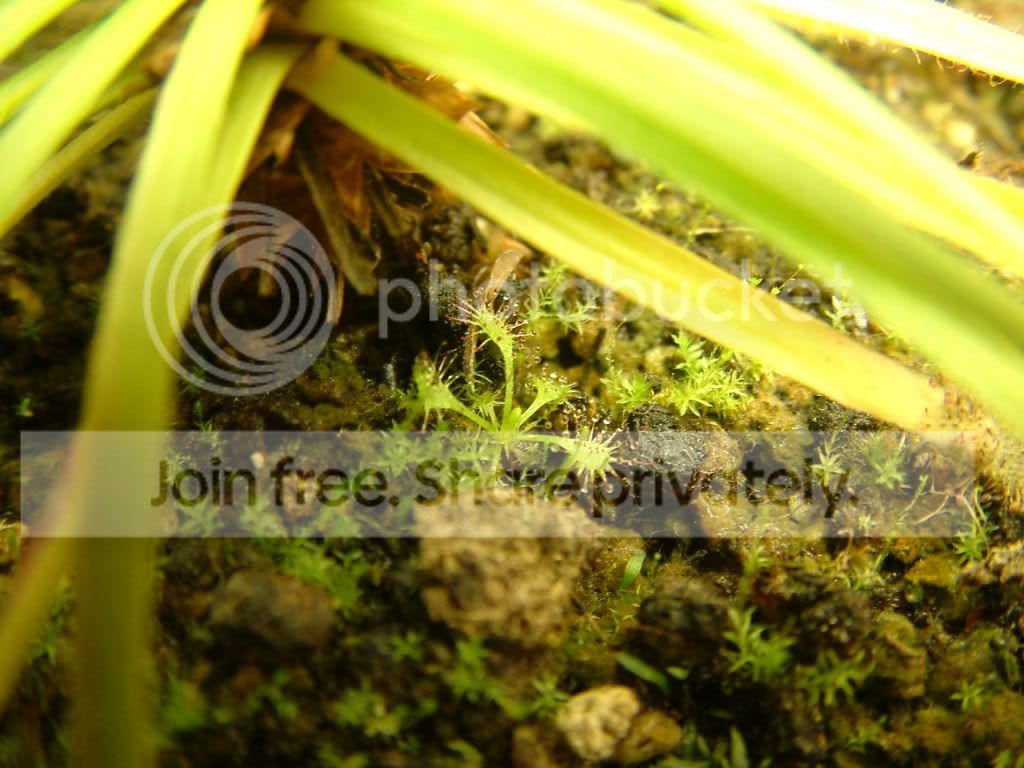 Plants012.jpg
