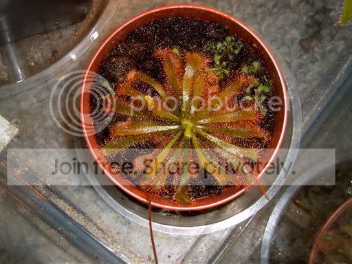 DSpathulata.jpg