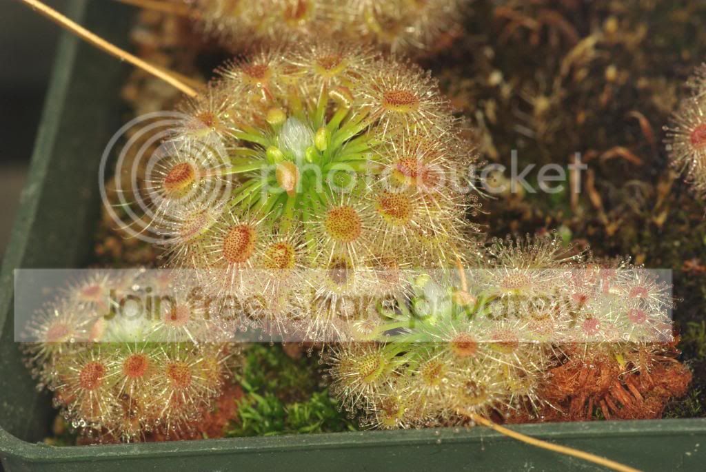 IMGP5313copy_zps519f7463.jpg