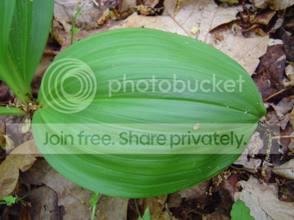 DSC03708.jpg