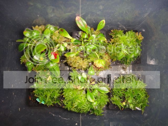 cephalotus_hydroponics_Nov.jpg