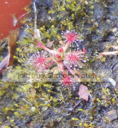 Dpaleacea_6-3-11.jpg