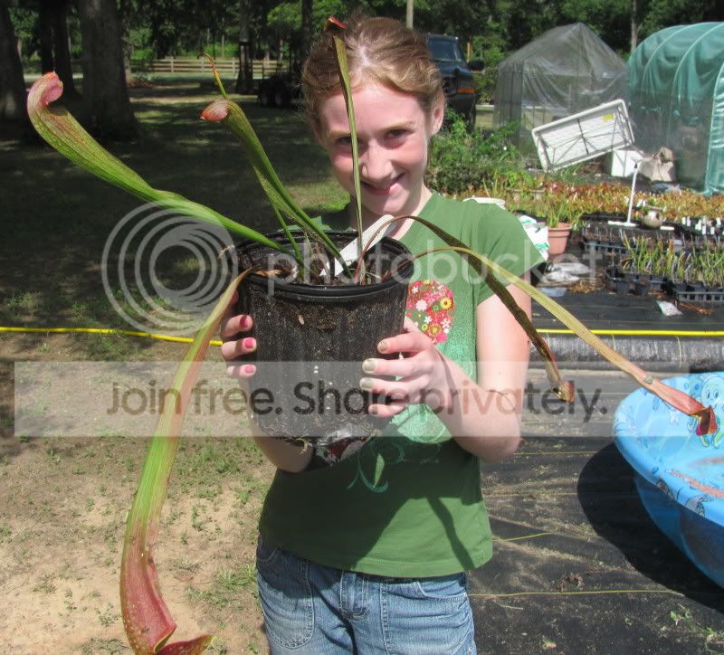 sarracenia.jpg