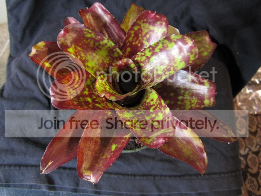 IMG_1671_zps7ed3c9a0.jpg