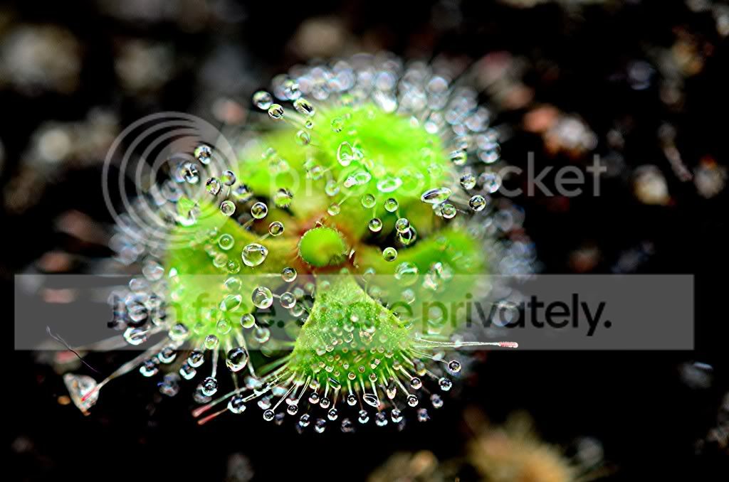 Moreplantsnewyearseve005.jpg
