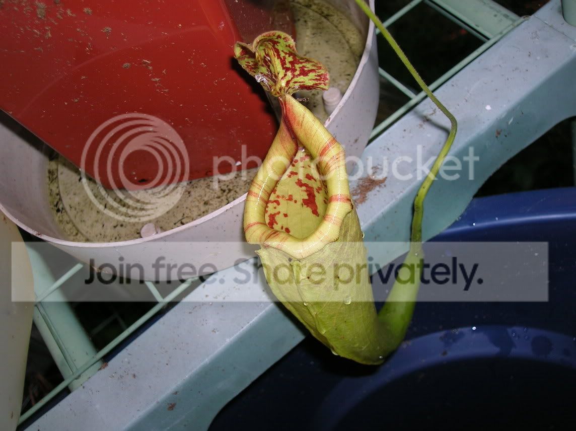 AuctionMaxima.jpg