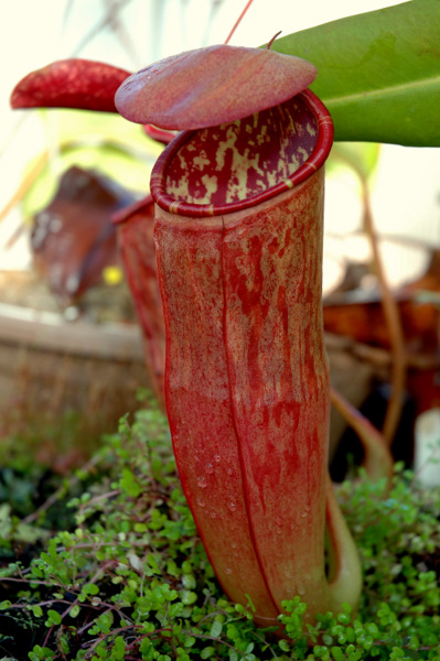 DSC_0788.JPG
