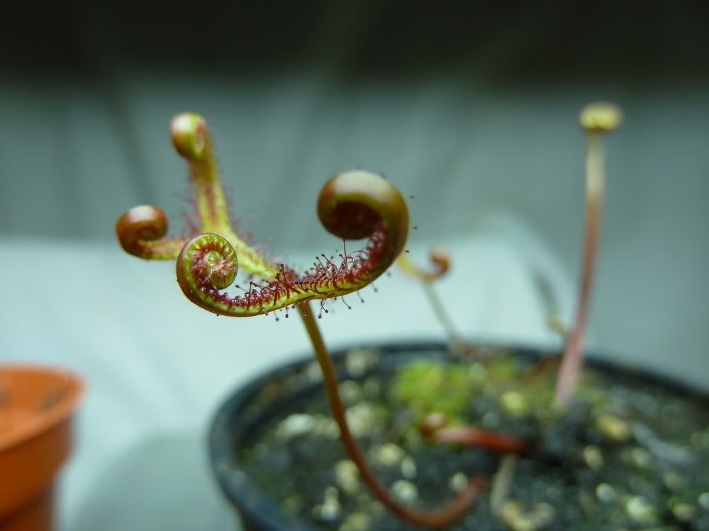 plantsjan142012021.jpg