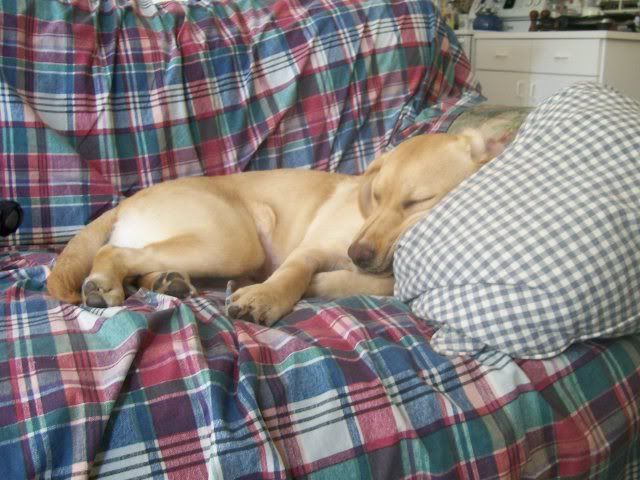 Mollycouch1.jpg