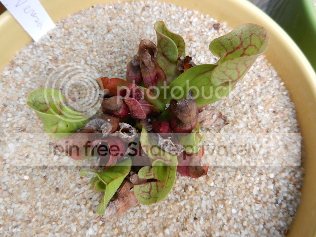 Seedlings002.jpg