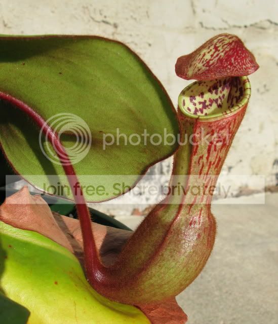 IMG_2143-N-clipeata-clone3-AW.jpg