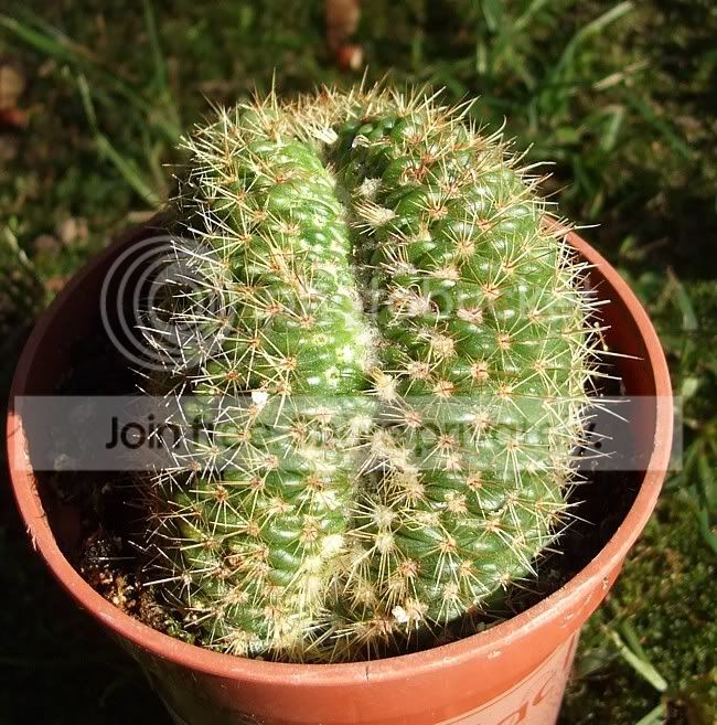 Newcactisandsucculents015.jpg