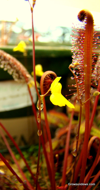 Utricularia_dew.JPG