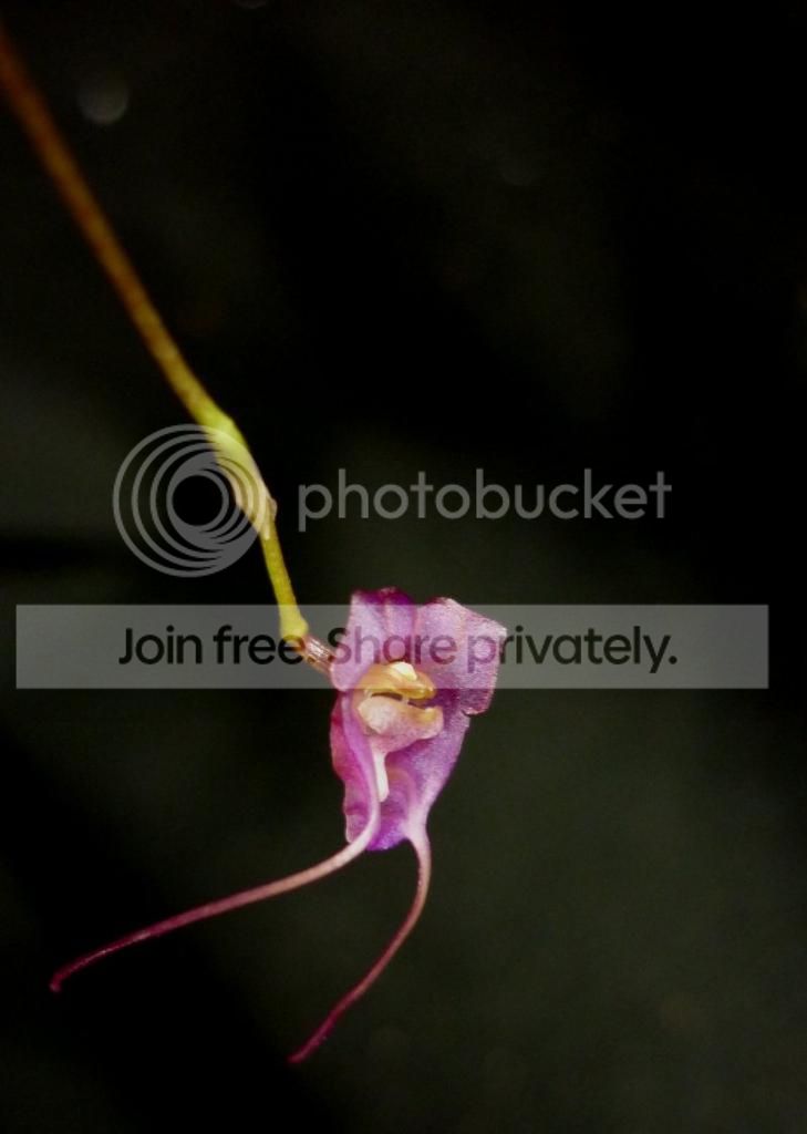 Orchid-Porroglossumteaguei011913RS_zps308f7dc2.jpg