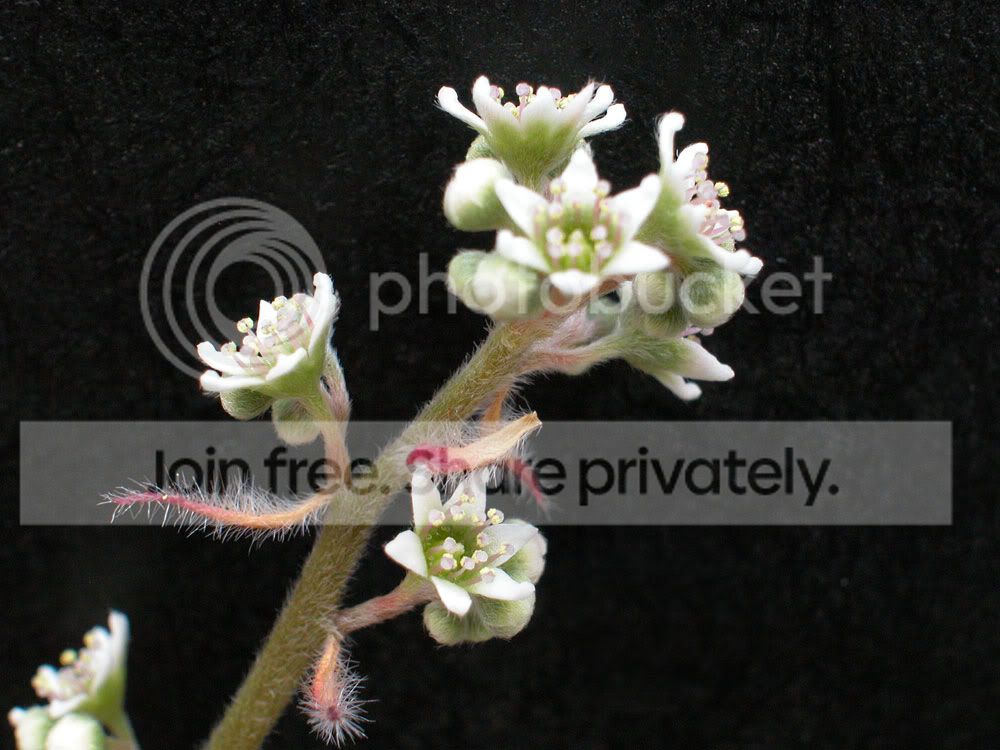 CEPHFLOWER2.jpg