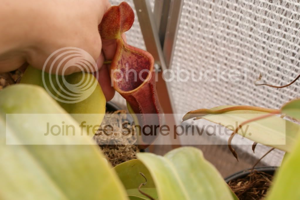 pitcherplants009.jpg