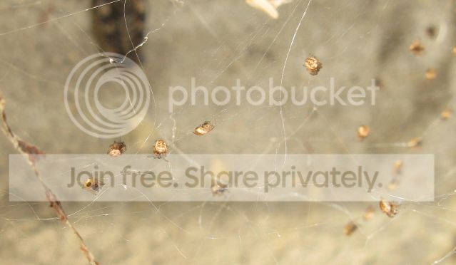 IMG_0317-spearhead-spiderlings-August-21-2012.jpg