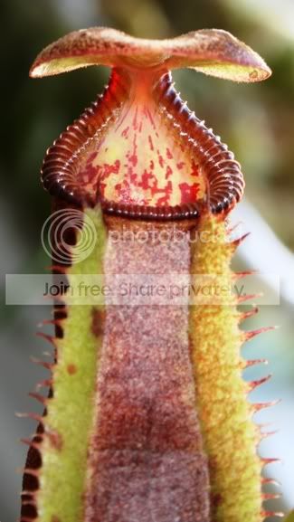 izumeaextrusmadiensis4.jpg