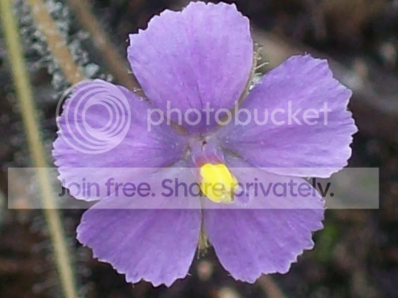 Picture062-1.jpg