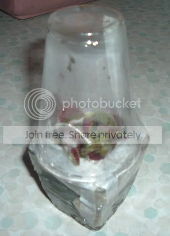 dionaeaB52001.jpg