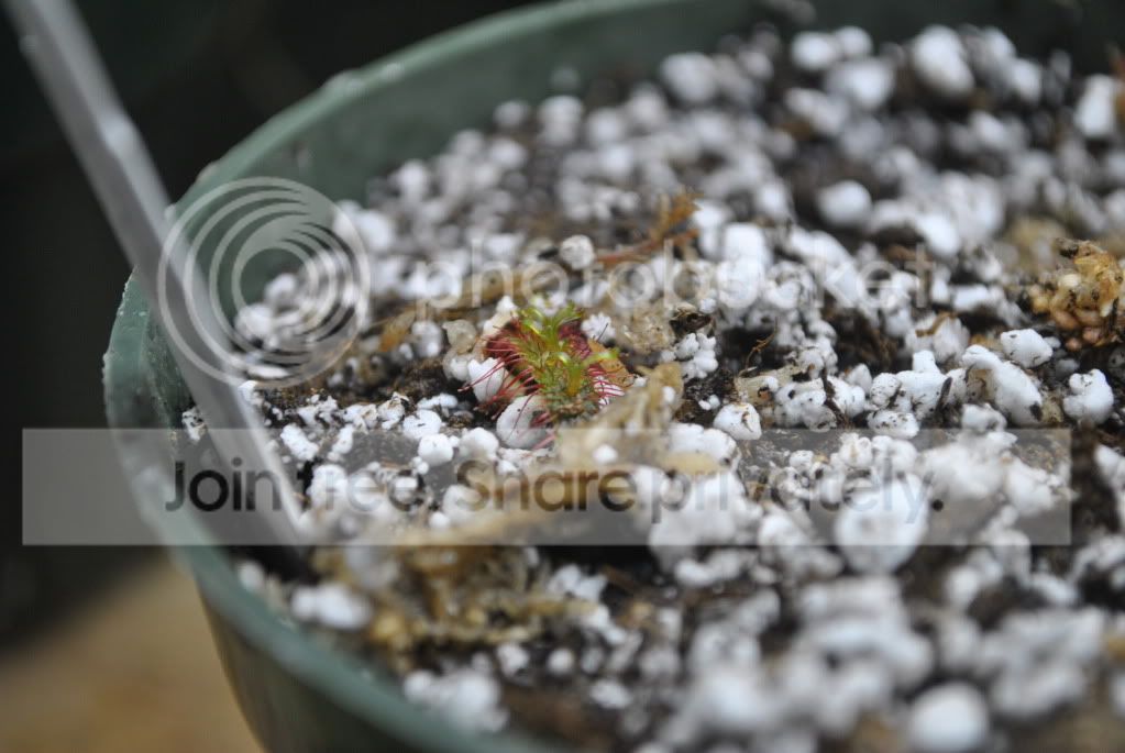 Drosera031.jpg