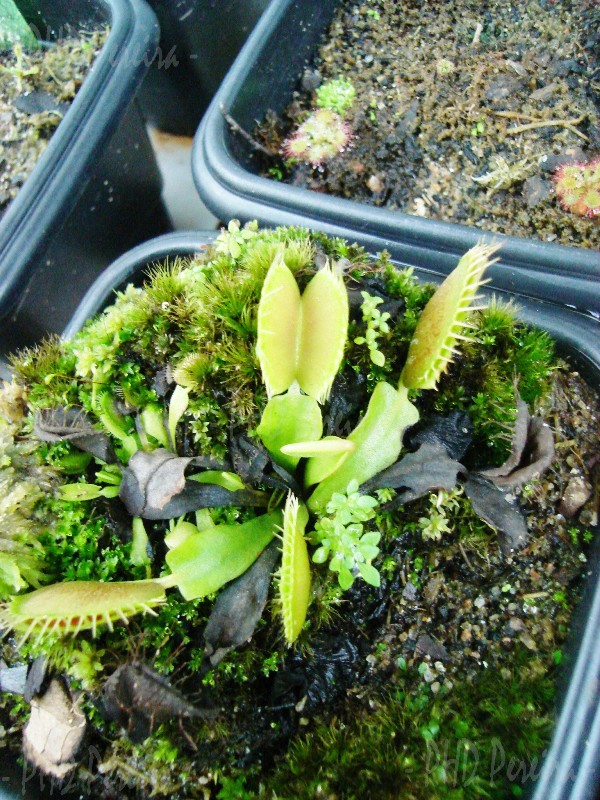 4562576678_a4b025dfc3_o.jpg