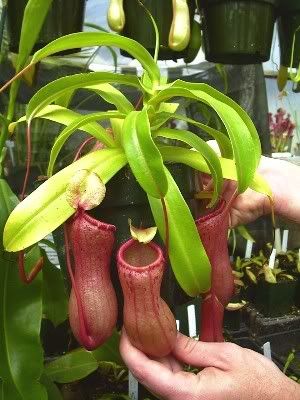 NVentricosa2.jpg