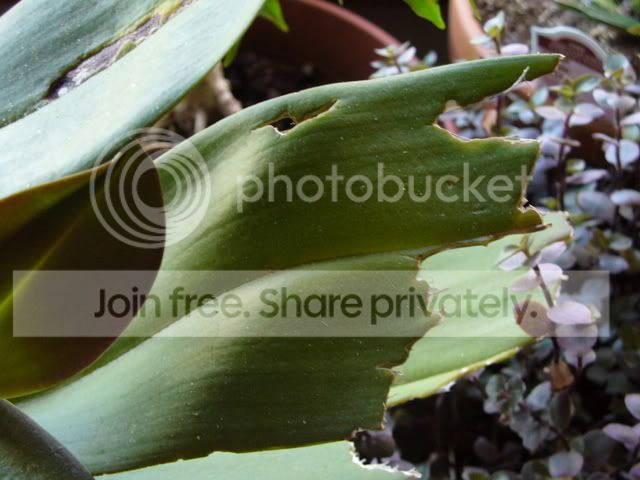 eatenleaf2.jpg
