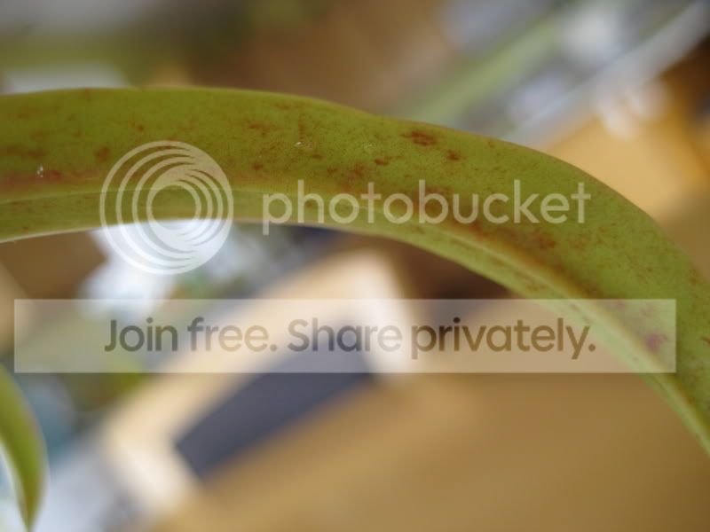 plants036.jpg