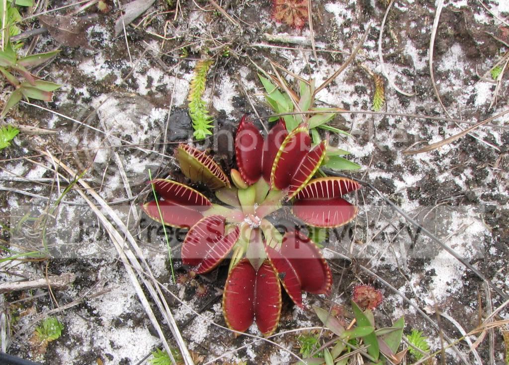 VFT_RED1.jpg