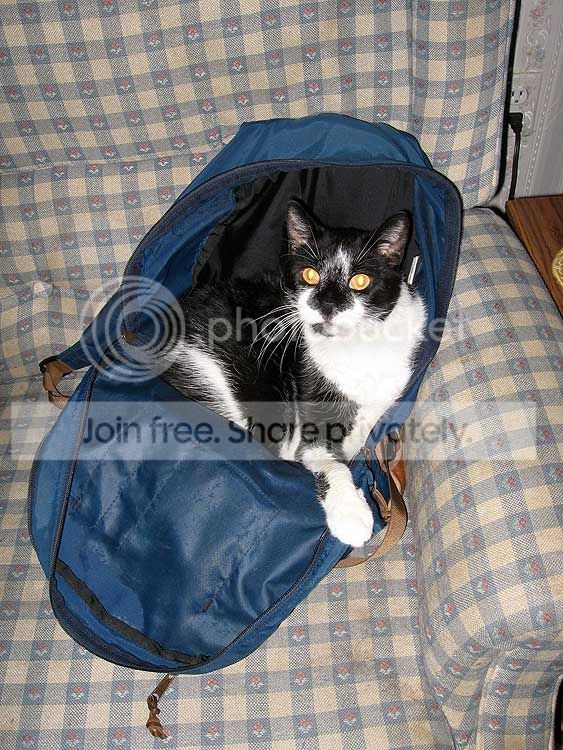 cat-012.jpg