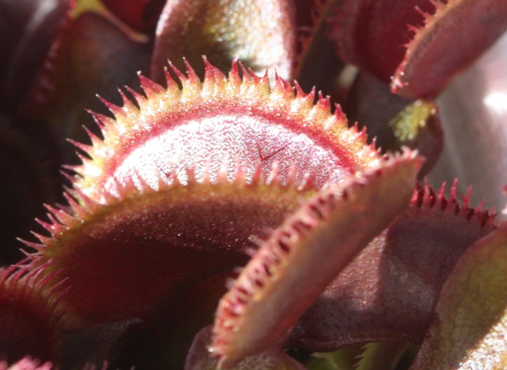 Red_Sawtooth3.jpg