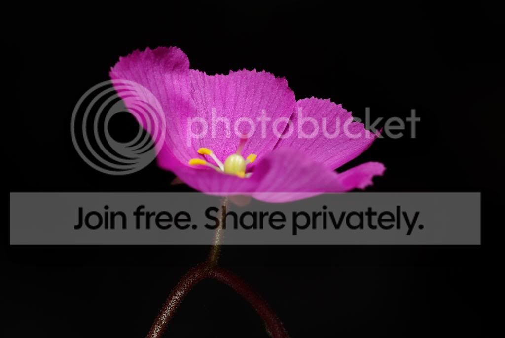 IMGP5398.jpg