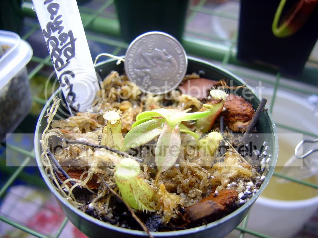 SeedgrownHamata.jpg