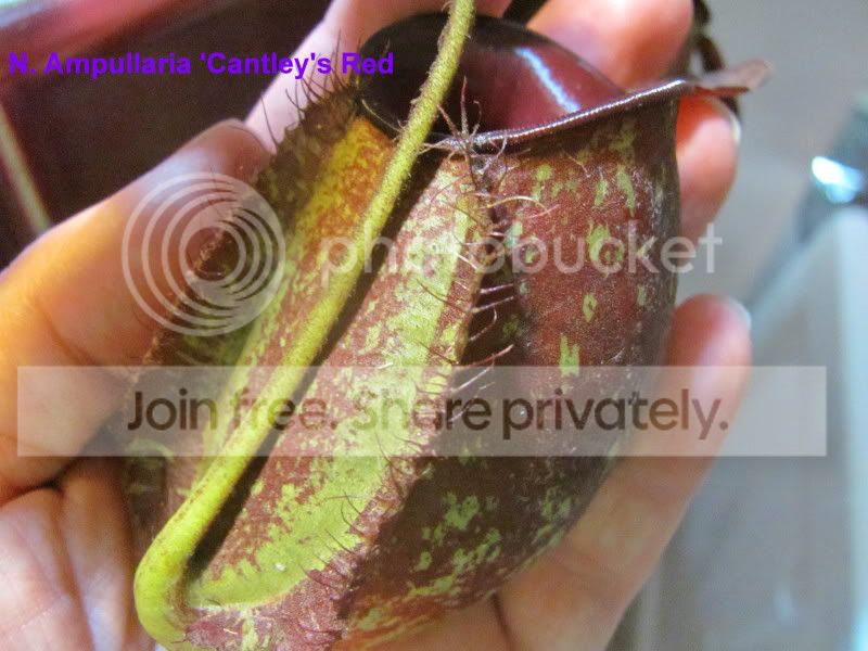 cantleysredpitcher.jpg